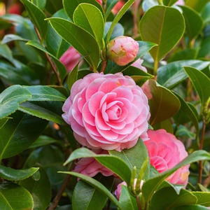 Camellia Sasanqua Shi Shi